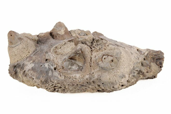 Monster Fish (Pachyrhizodus) Pre-Maxillary Bone - Kansas #218797